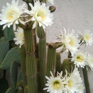 Meet your Posher, Dee